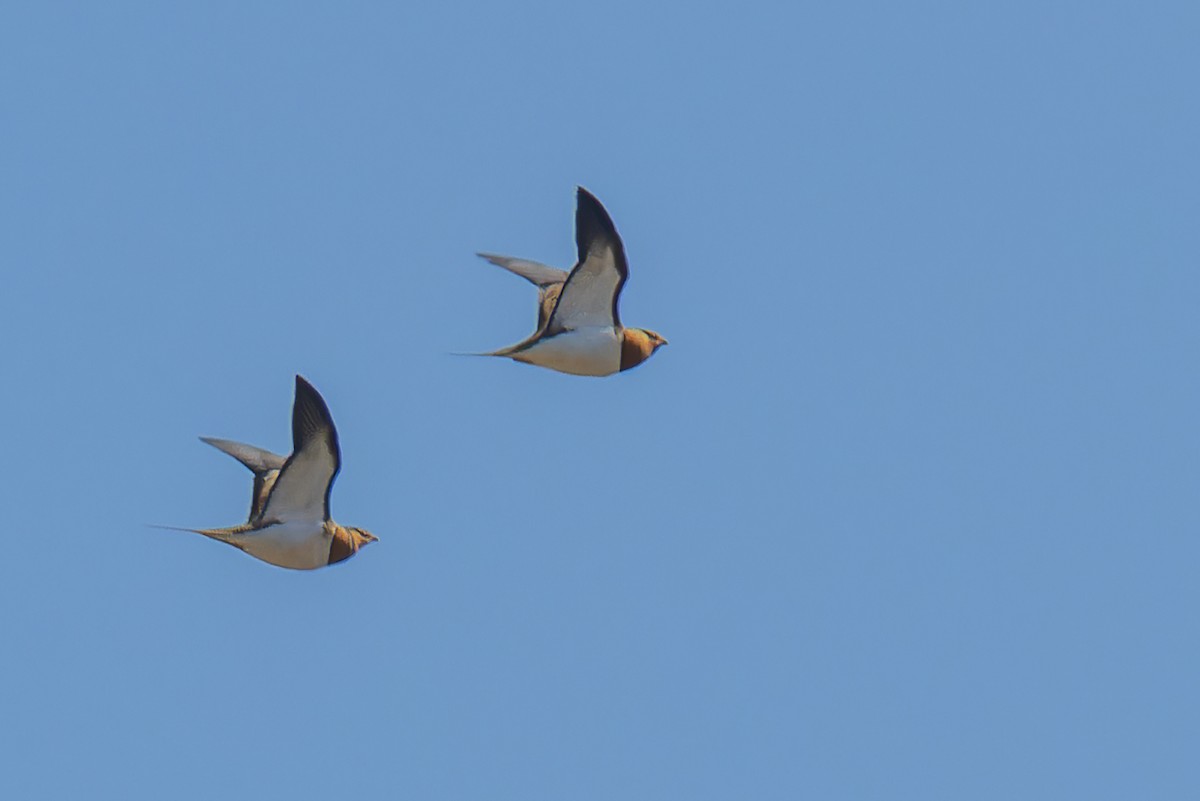 Pin-tailed Sandgrouse - ML619035111