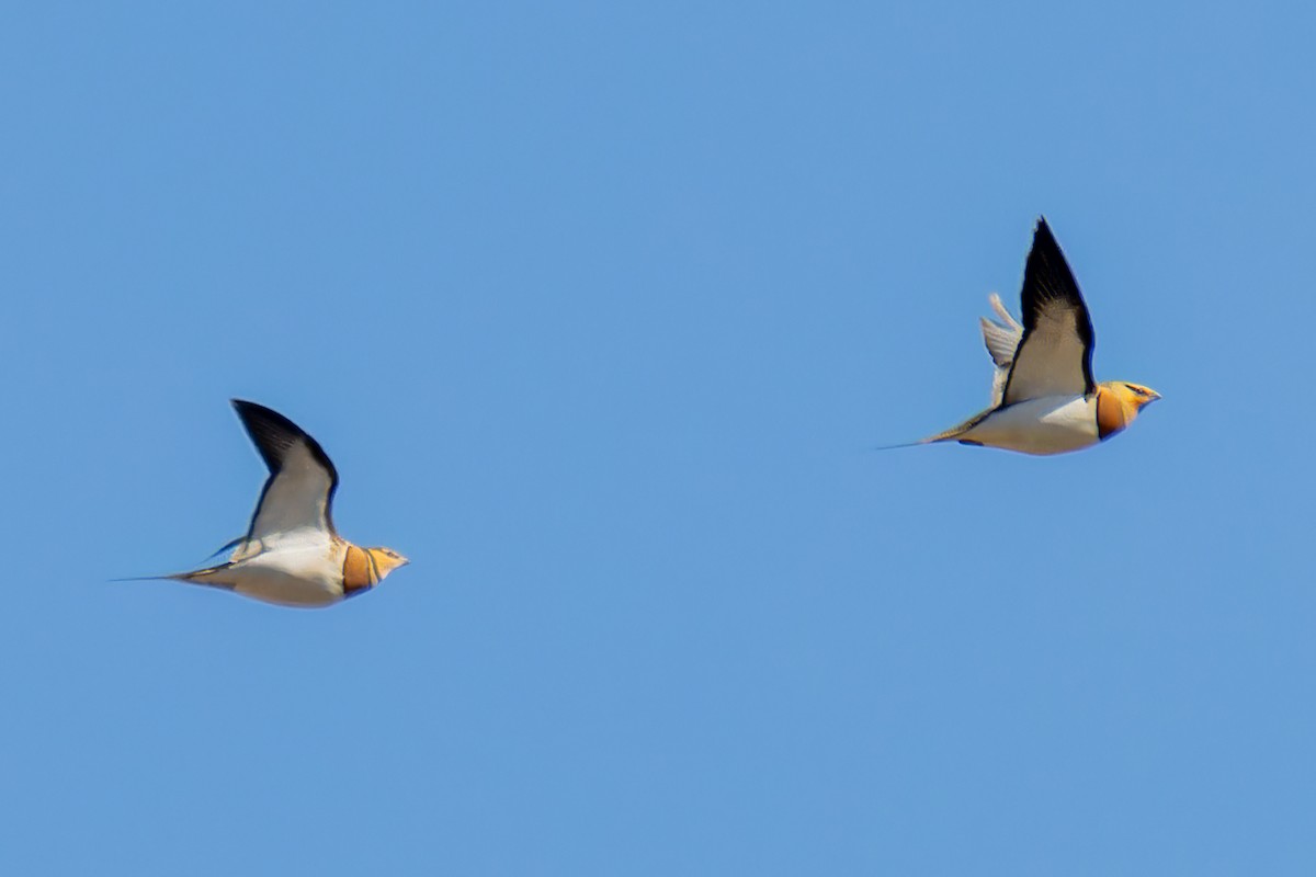 Pin-tailed Sandgrouse - Martí  Mendez