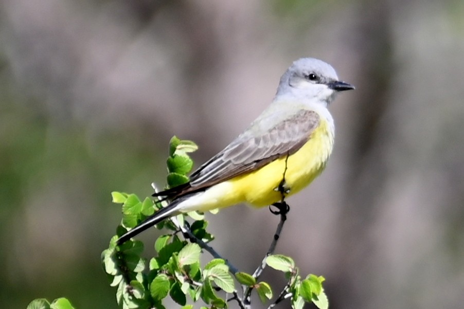 Western Kingbird - ML619035123