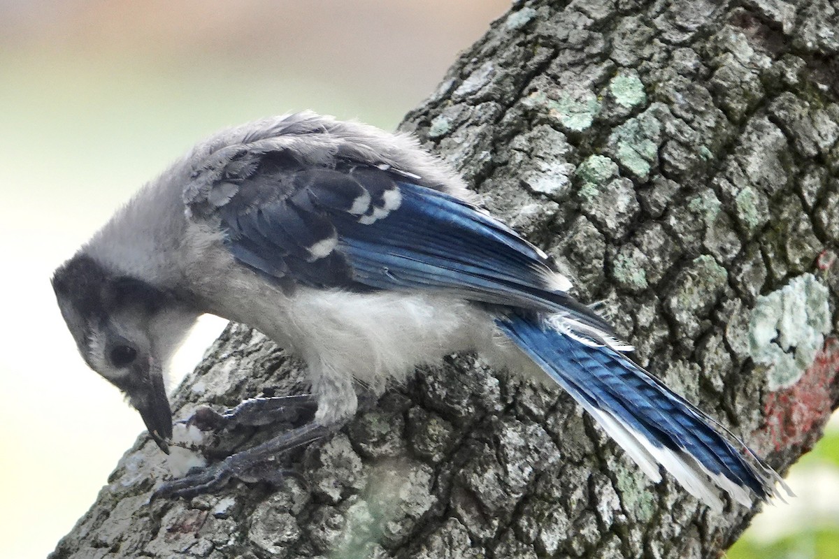 Blue Jay - ML619035131