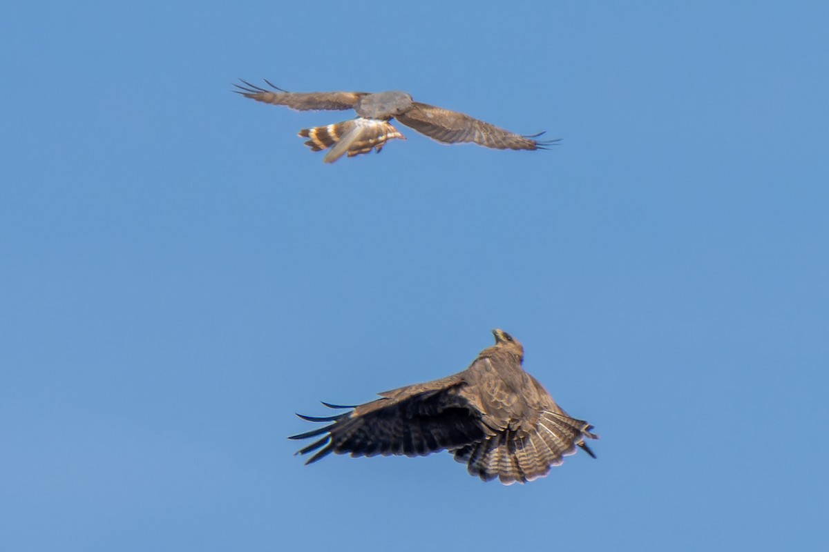 Montagu's Harrier - Martí  Mendez