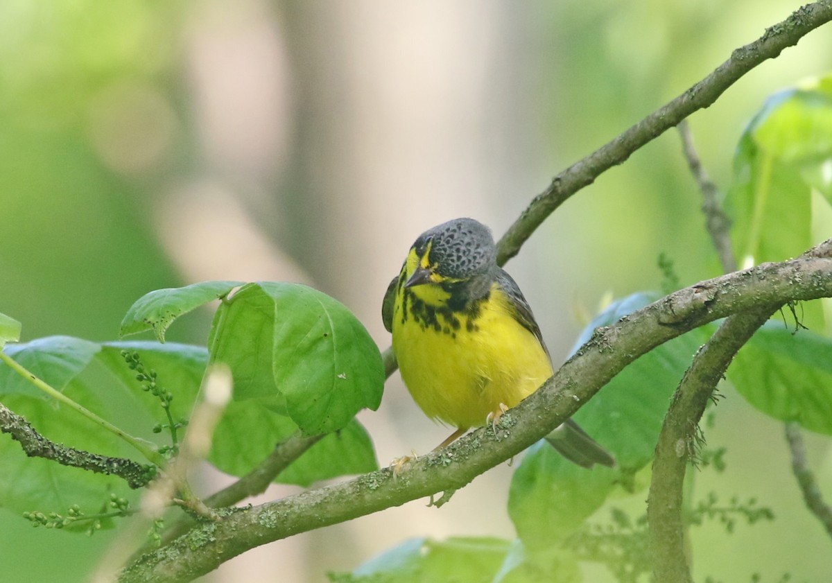 Canada Warbler - ML619035136