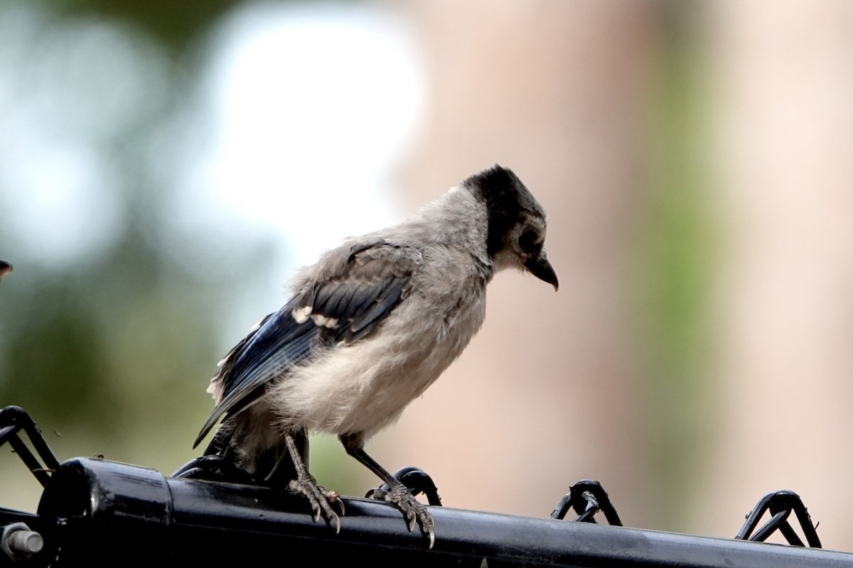 Blue Jay - Alena Capek