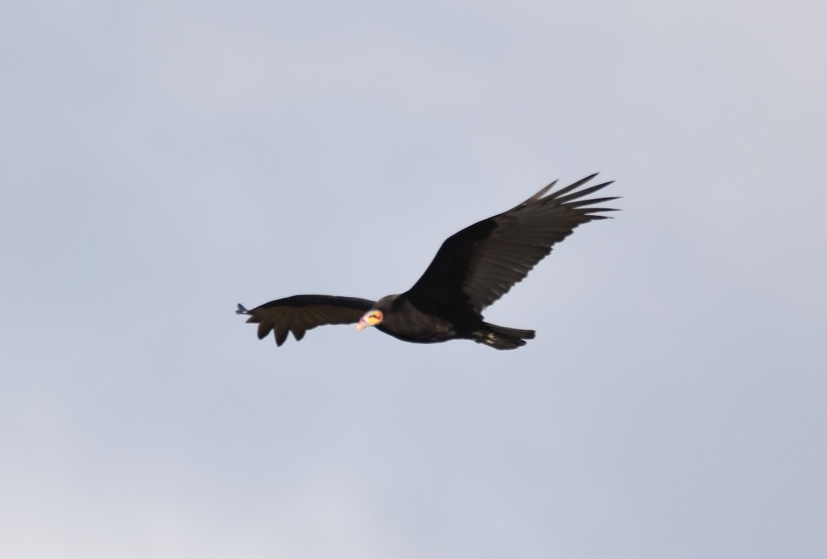Lesser Yellow-headed Vulture - ML619035140