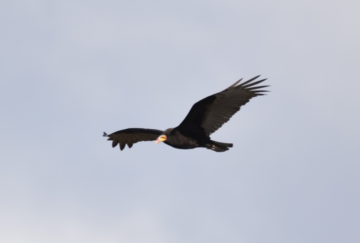 Lesser Yellow-headed Vulture - Víctor Sánchez