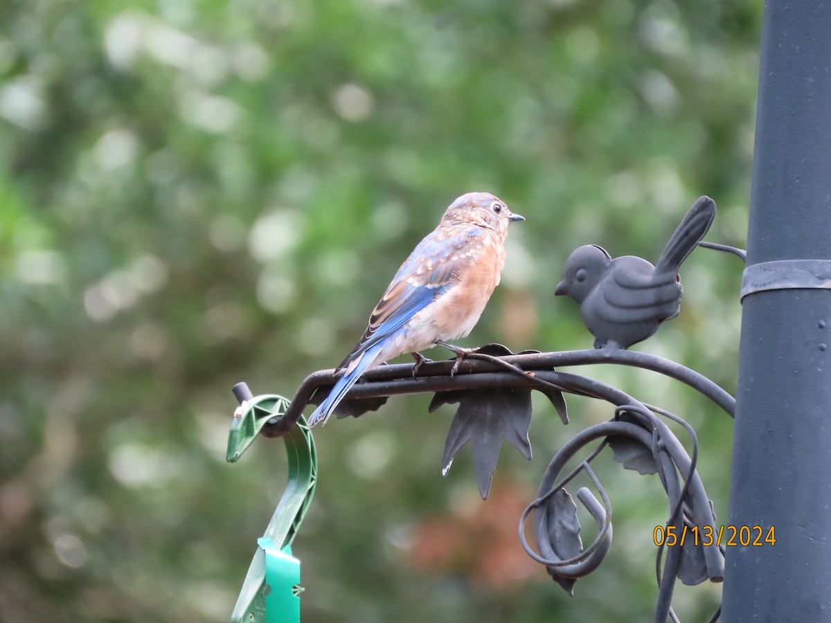 Eastern Bluebird - Susan Leake