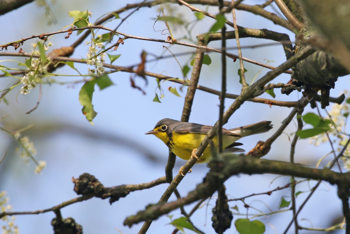Canada Warbler - ML619035160