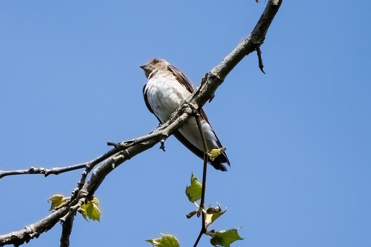 Northern Rough-winged Swallow - Shori Velles