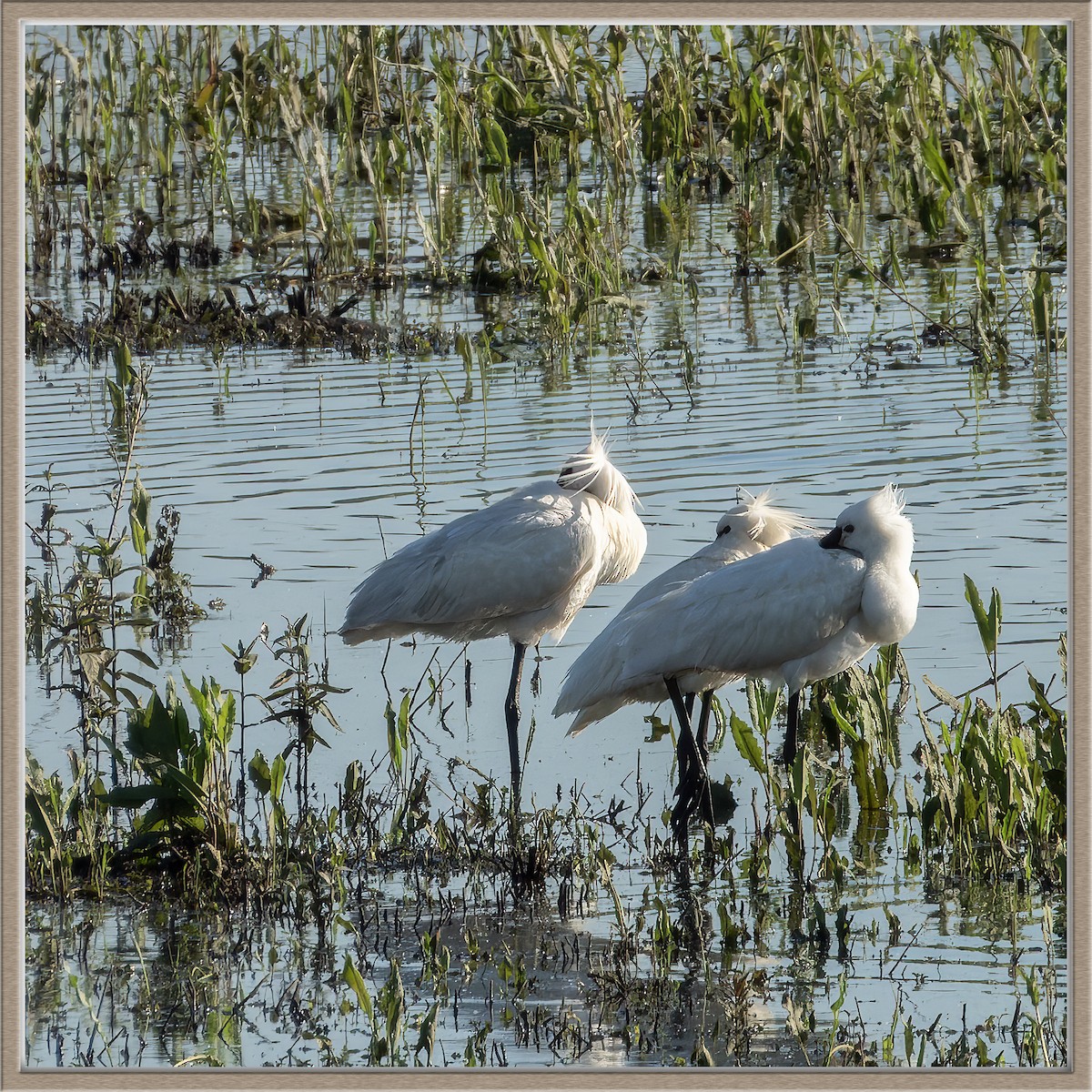 Eurasian Spoonbill - ML619035167