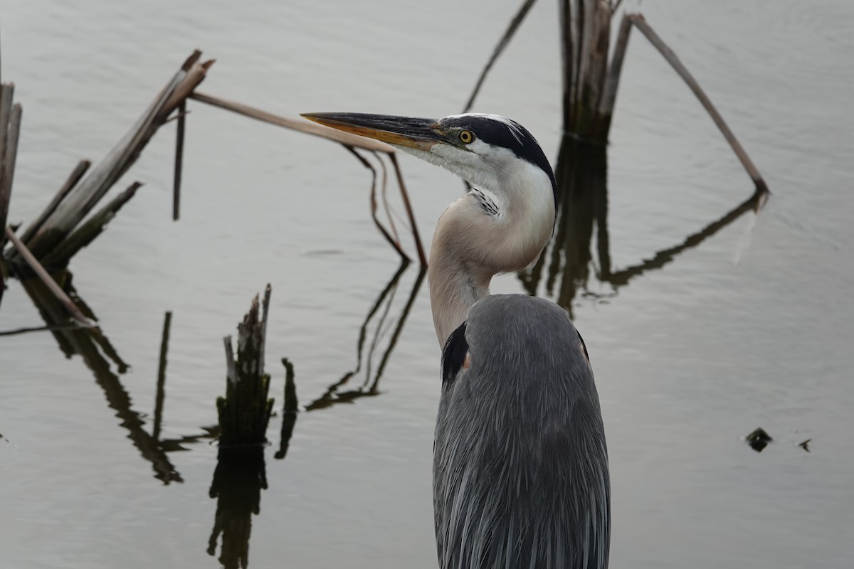 Great Blue Heron - ML619035204