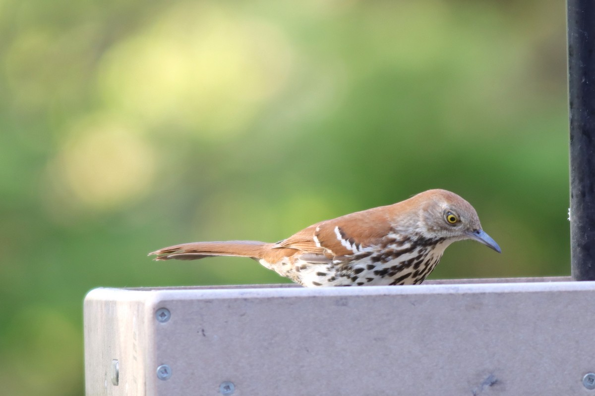 Brown Thrasher - ML619035210