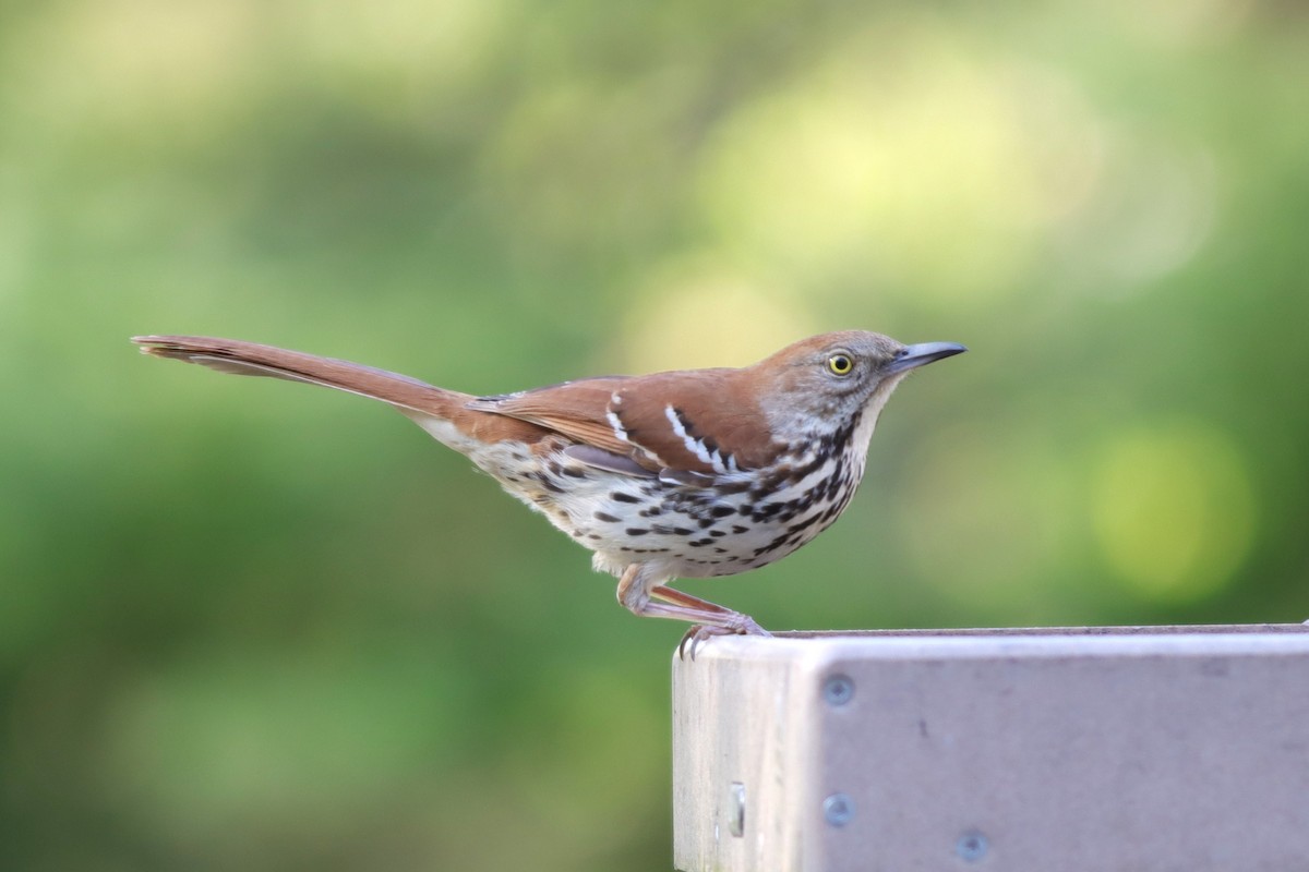 Brown Thrasher - ML619035212