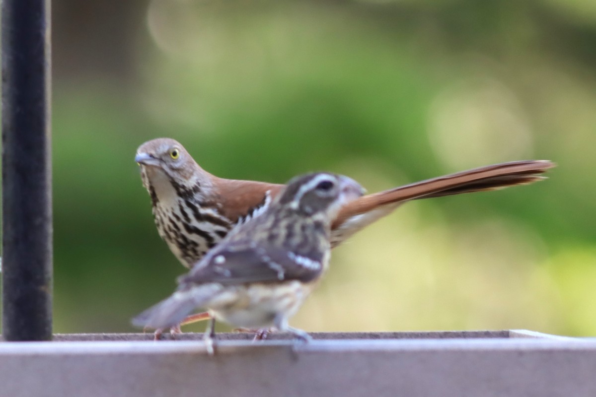 Brown Thrasher - ML619035213