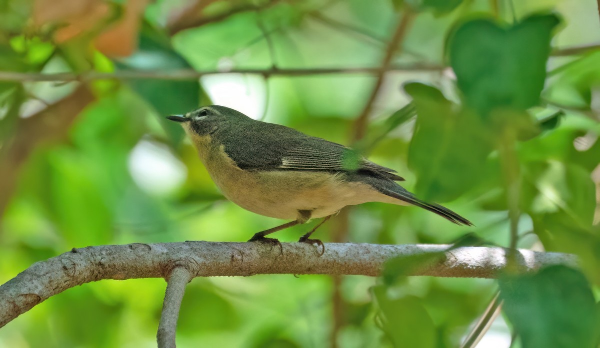 Black-throated Blue Warbler - Ingrid Siegert