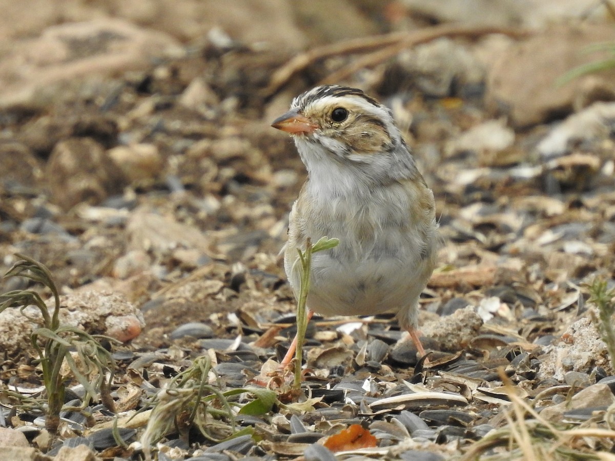 Clay-colored Sparrow - Suzette Stitely