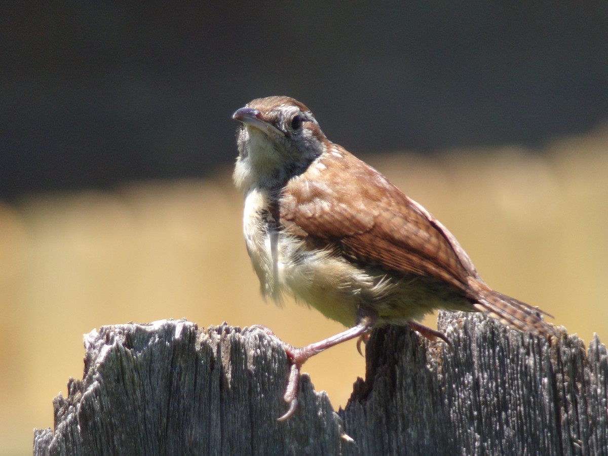 Carolina Wren - Texas Bird Family