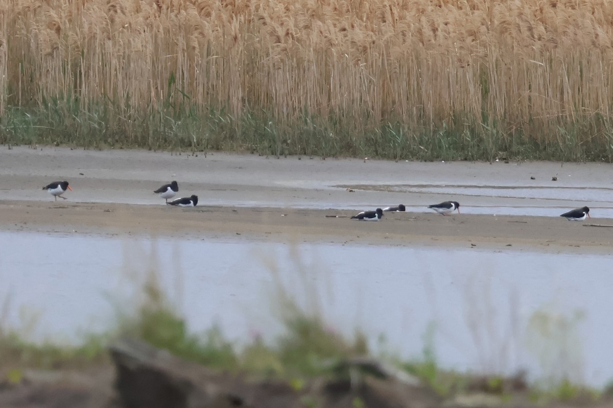 Eurasian Oystercatcher - ML619035275