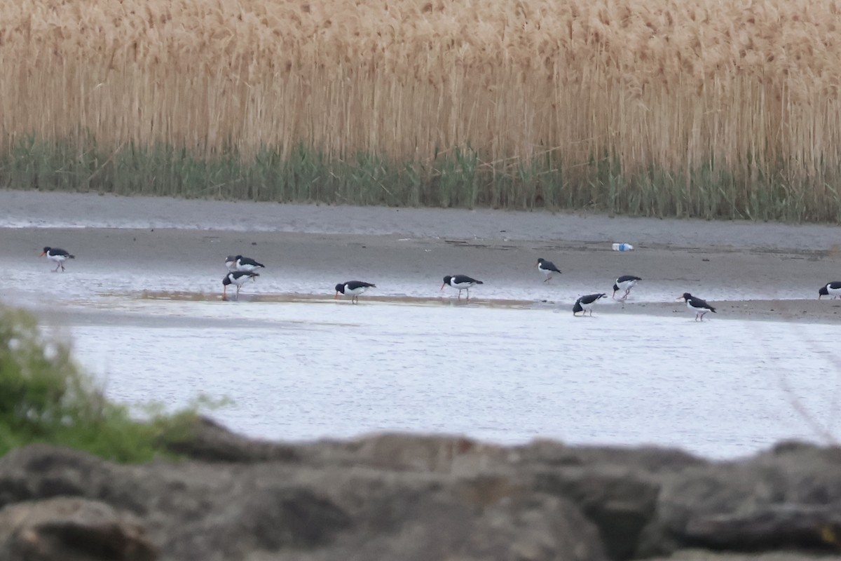 Eurasian Oystercatcher - ML619035276