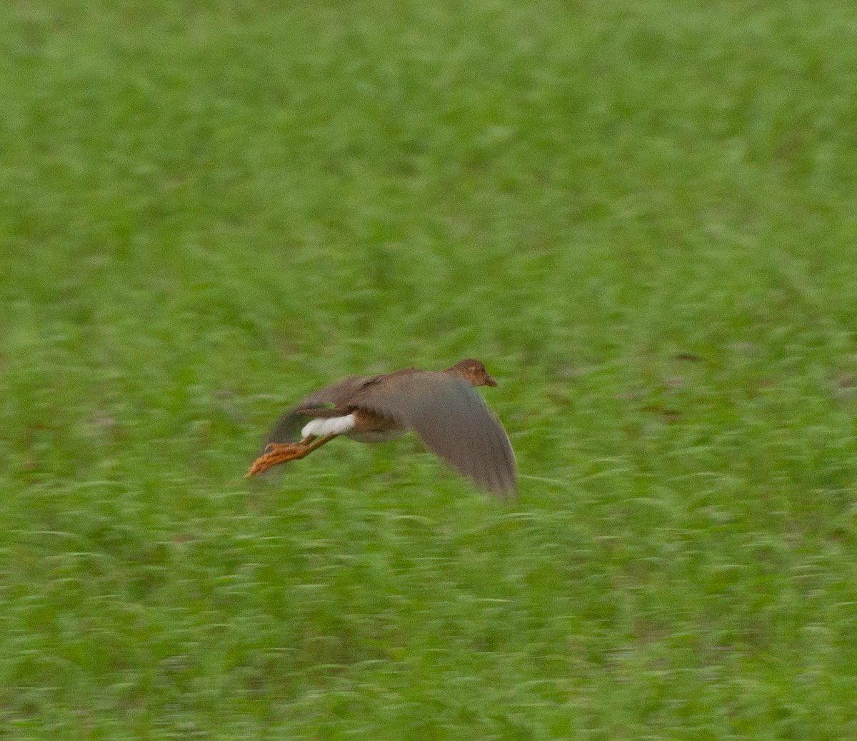 Purple Gallinule - Alan Hentz