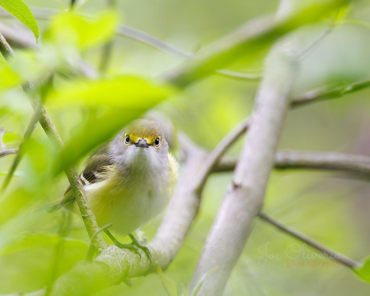 White-eyed Vireo - Joe Oliverio