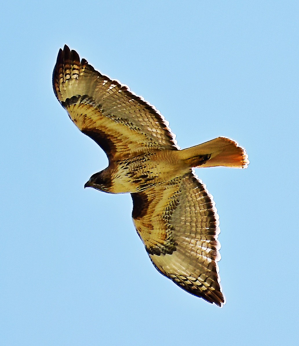 Red-tailed Hawk - Jim Ward