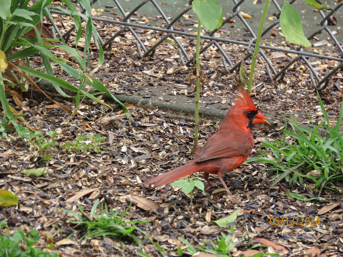 Northern Cardinal - Susan Leake