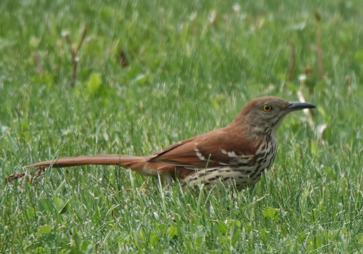 Brown Thrasher - ML619035301