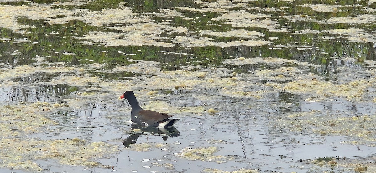 Common Gallinule - ML619035303