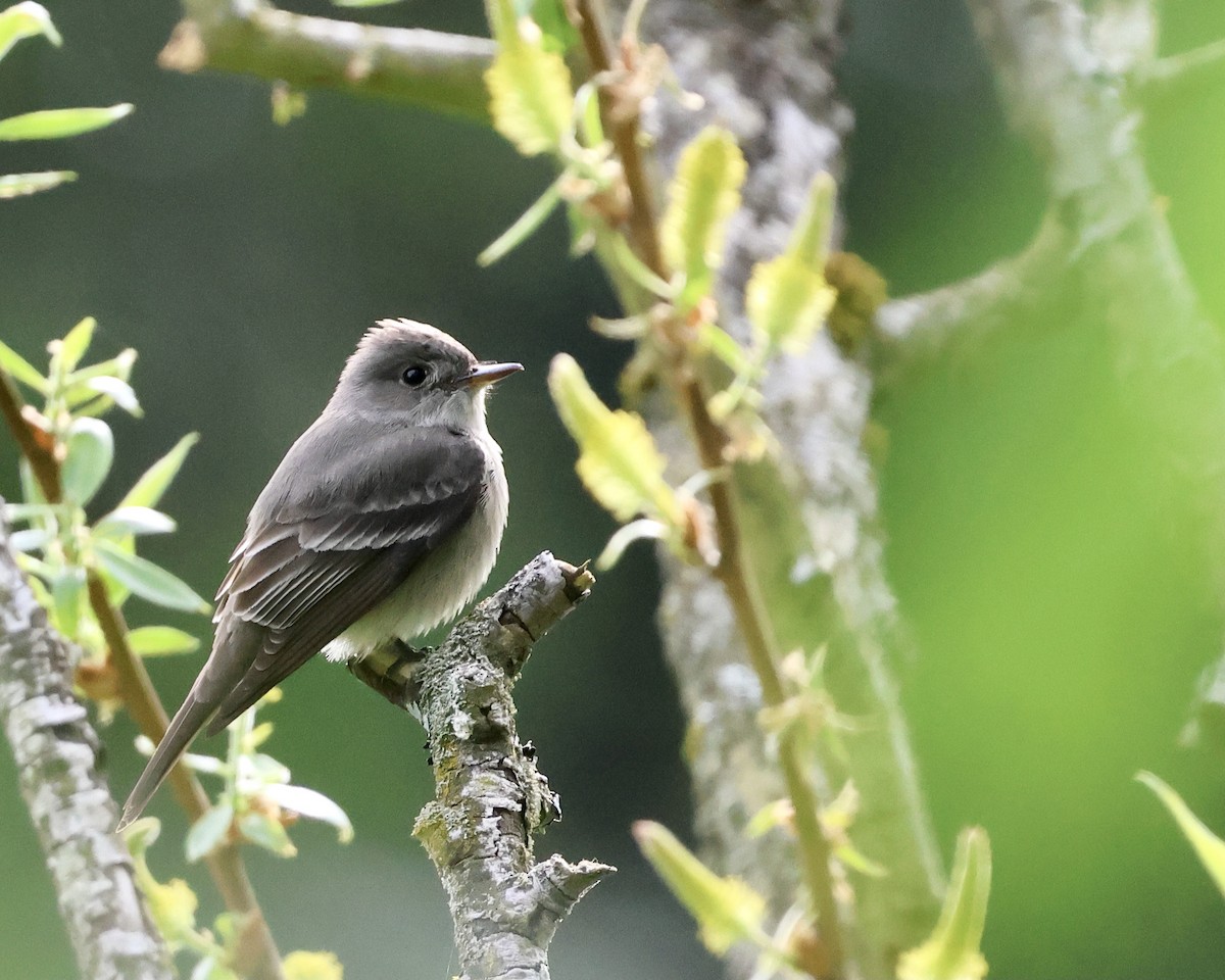 Western Wood-Pewee - Doug Cooper