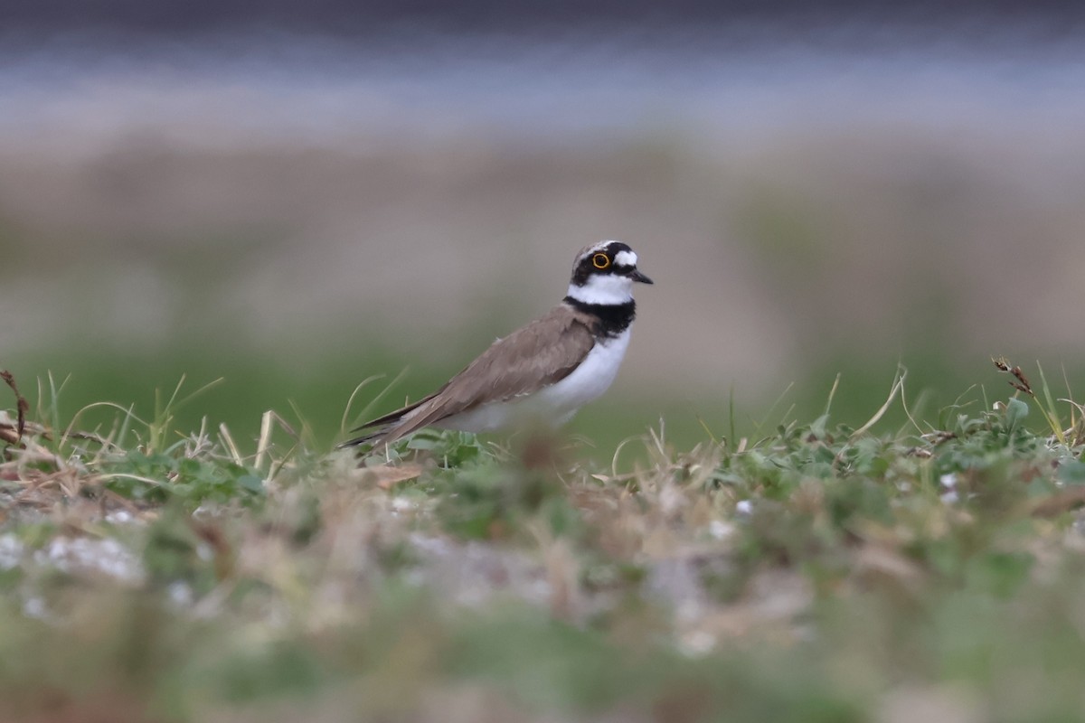 Little Ringed Plover - Eric Cameron