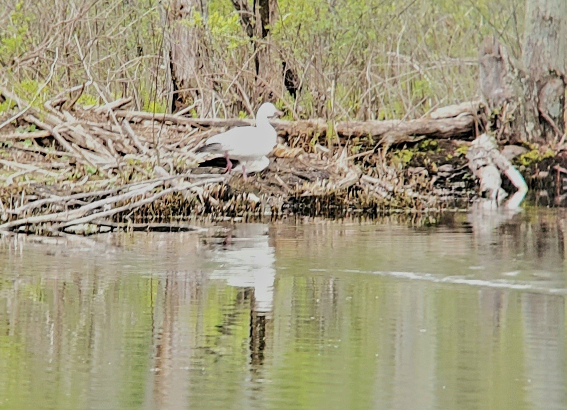 Snow Goose - ML619035326