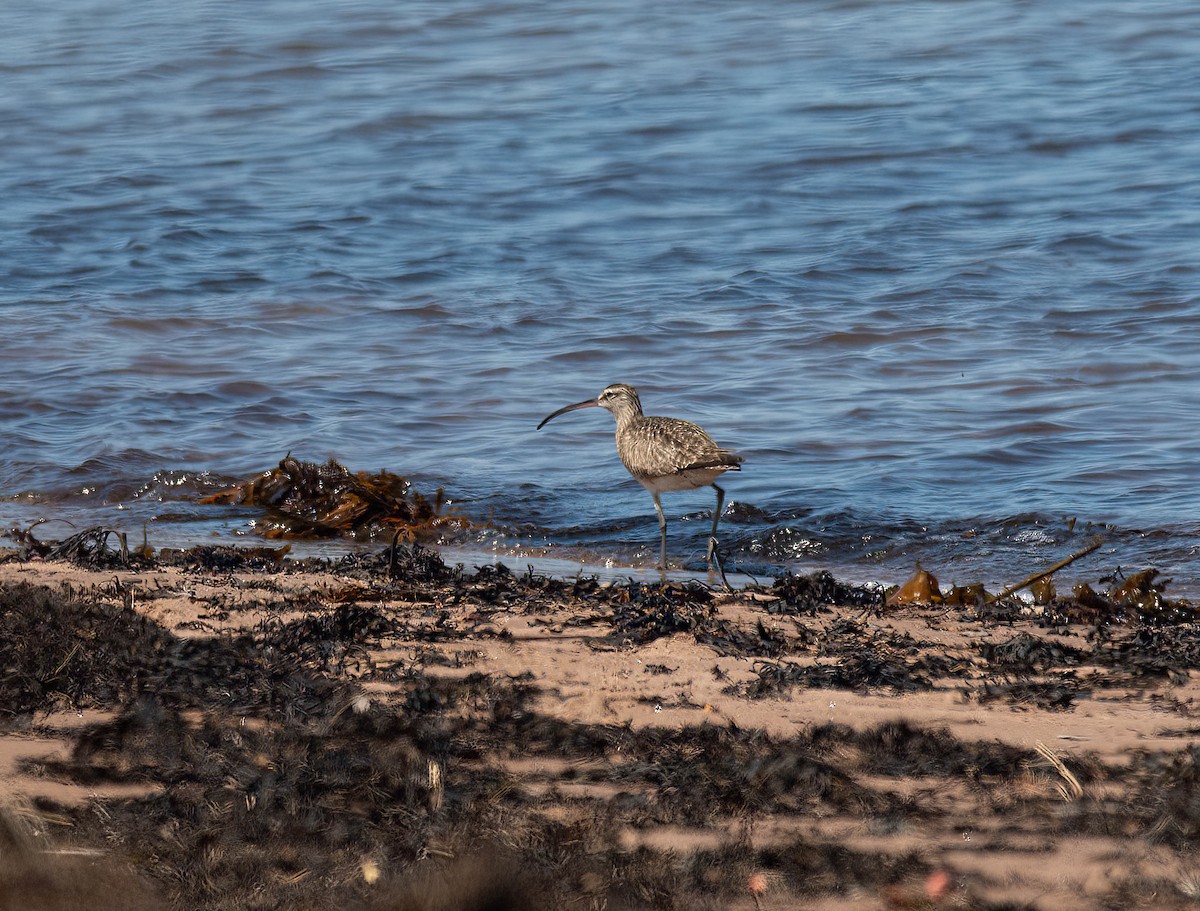 Whimbrel - ML619035332