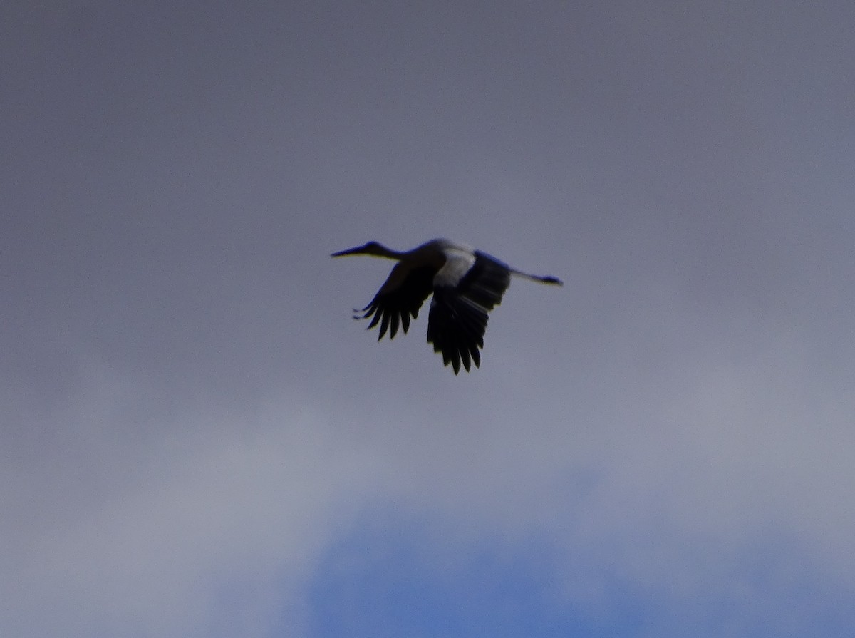 White Stork - Jesús Guerrero