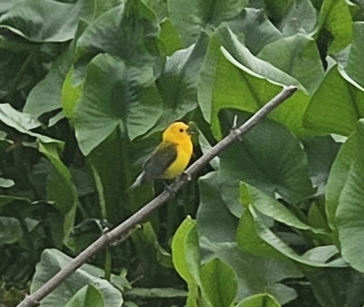 Prothonotary Warbler - ML619035358