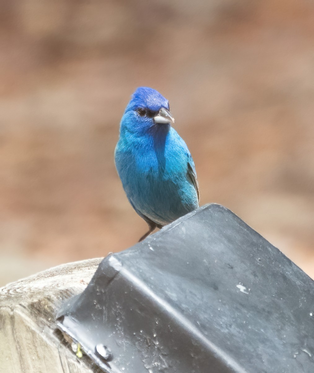 Indigo Bunting - Ingrid Siegert