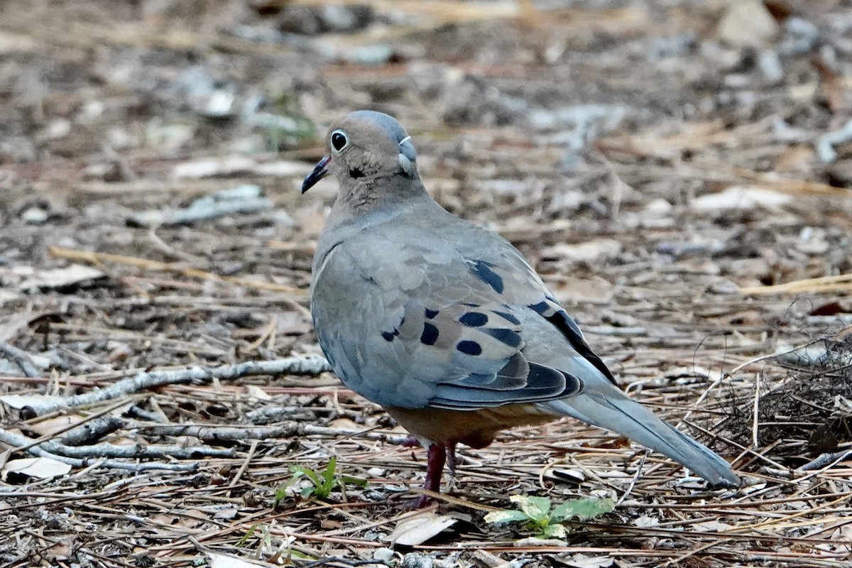 Mourning Dove - ML619035384