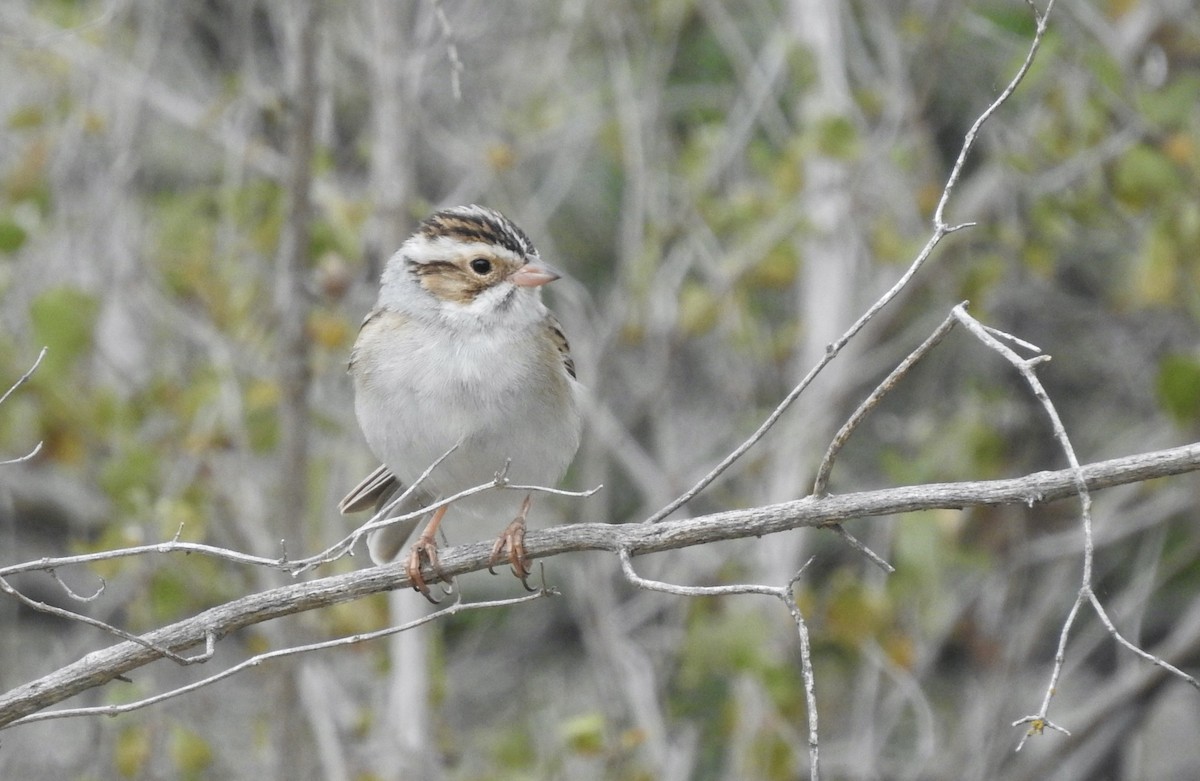 Clay-colored Sparrow - Suzette Stitely