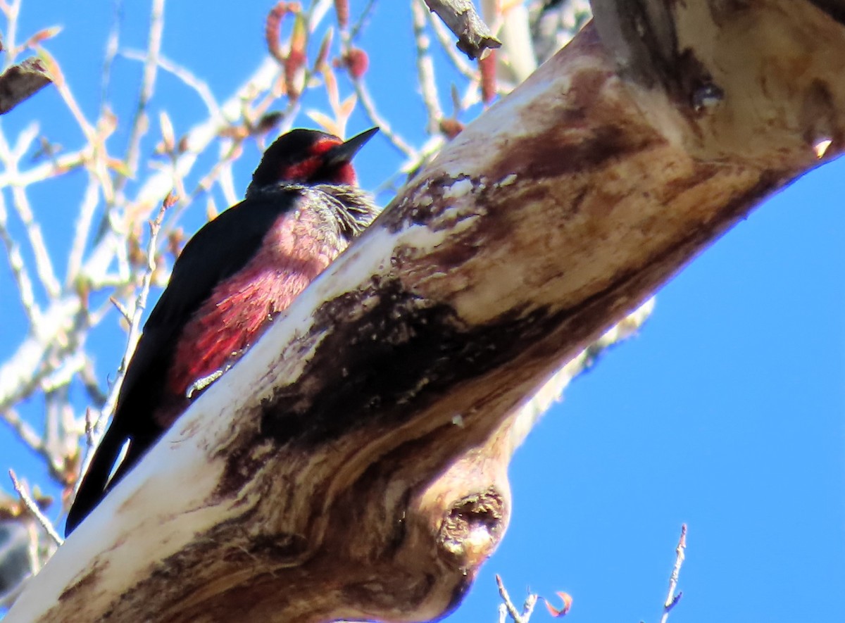 Lewis's Woodpecker - ML619035387