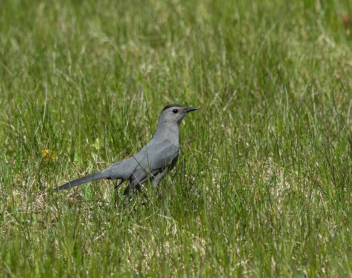 Gray Catbird - Peggy Scanlan