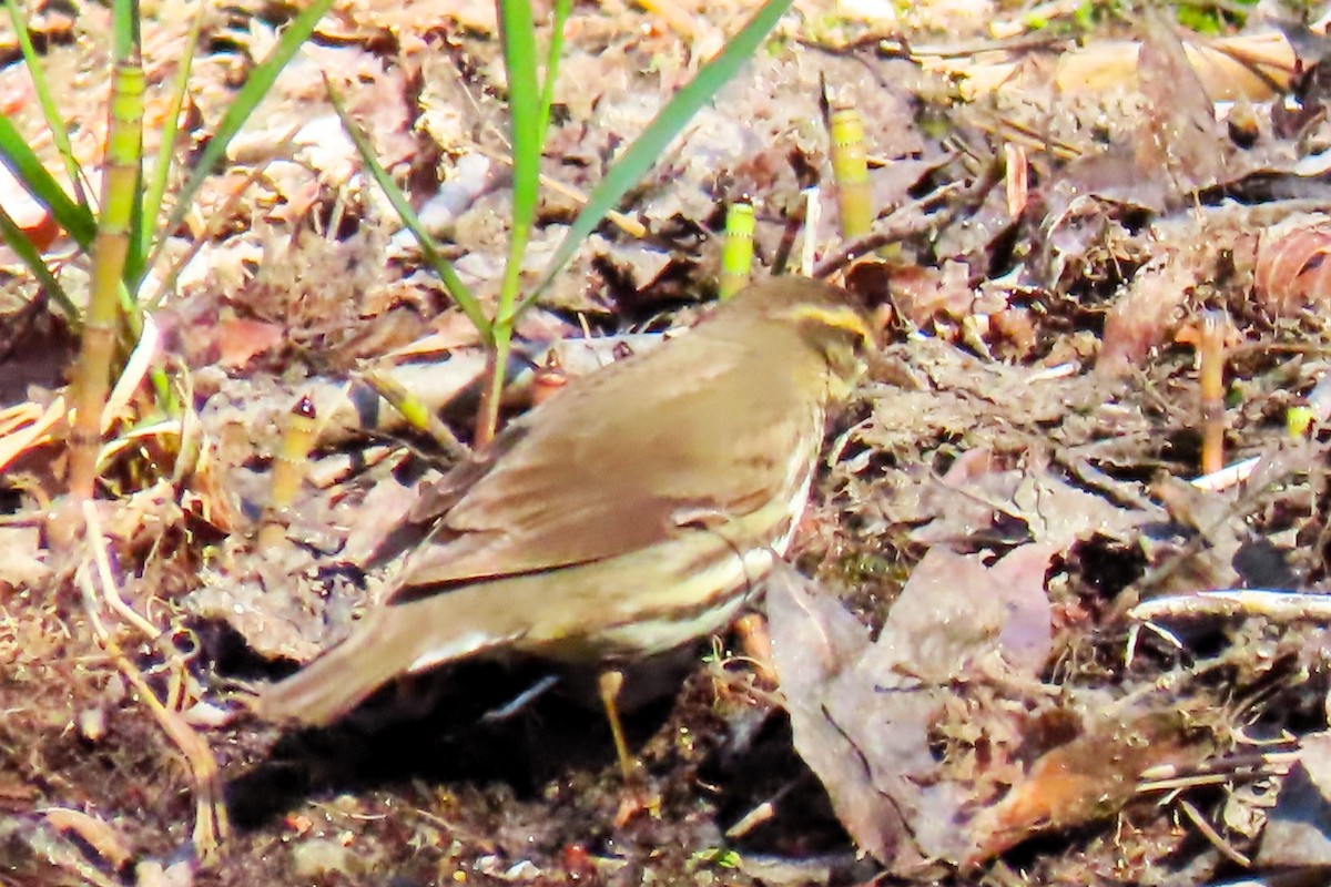 Northern Waterthrush - ML619035400