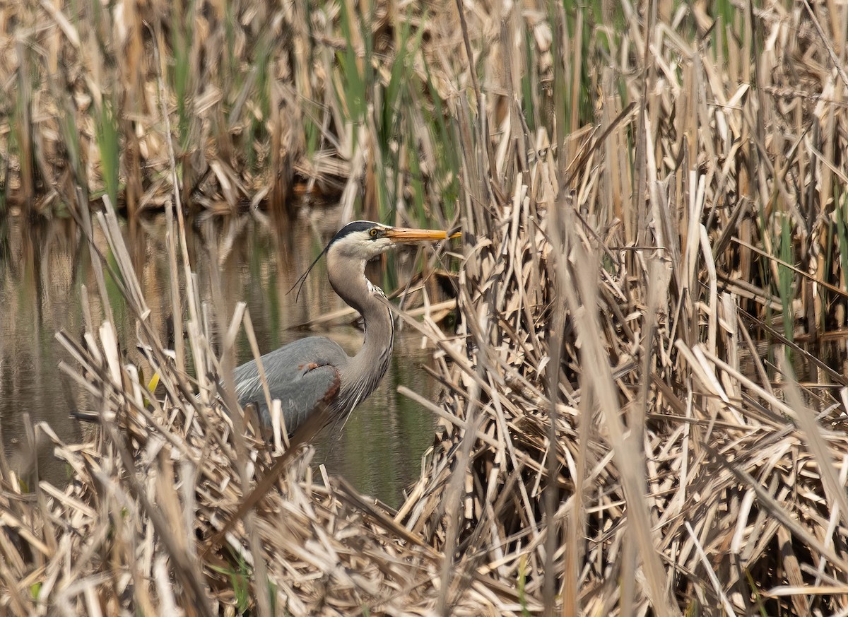 Garza Azulada - ML619035414