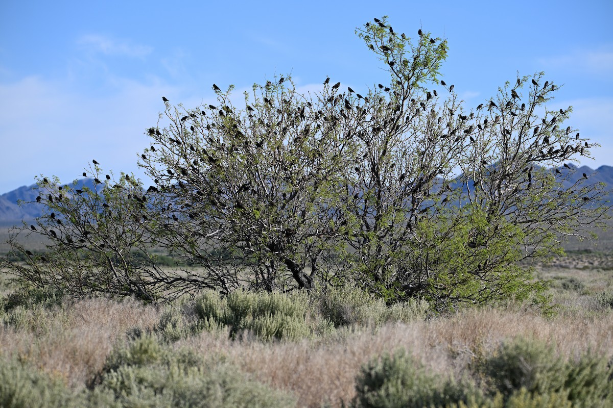 Brown-headed Cowbird - ML619035415