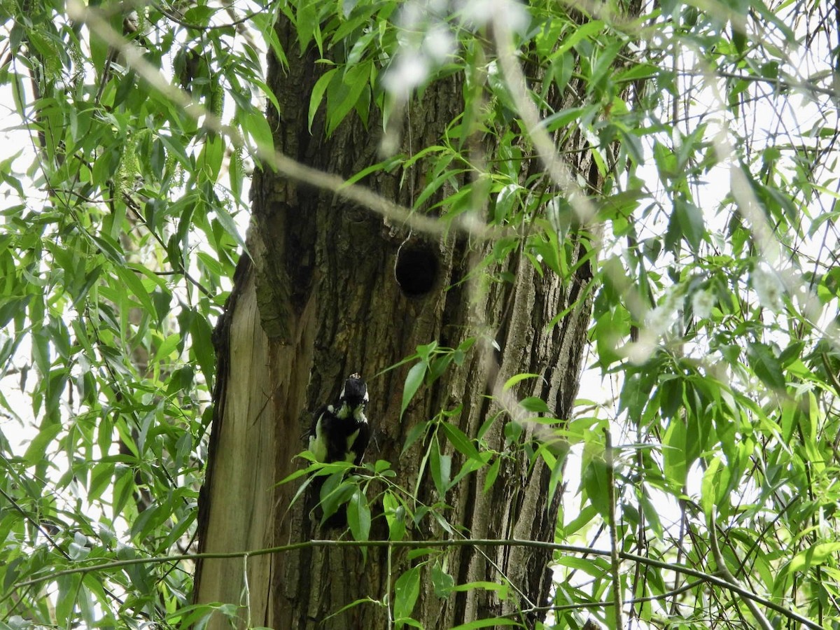 Great Spotted Woodpecker - Monika Czupryna