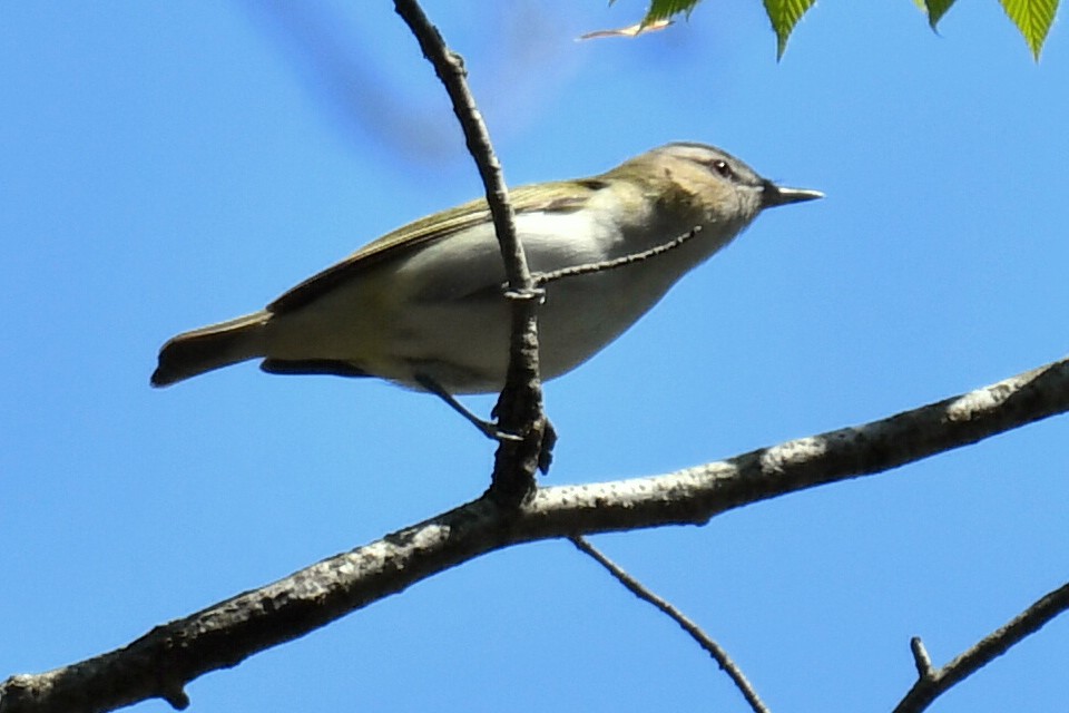 Red-eyed Vireo - Anonymous User