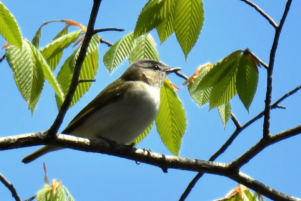 Kızıl Gözlü Vireo - ML619035484