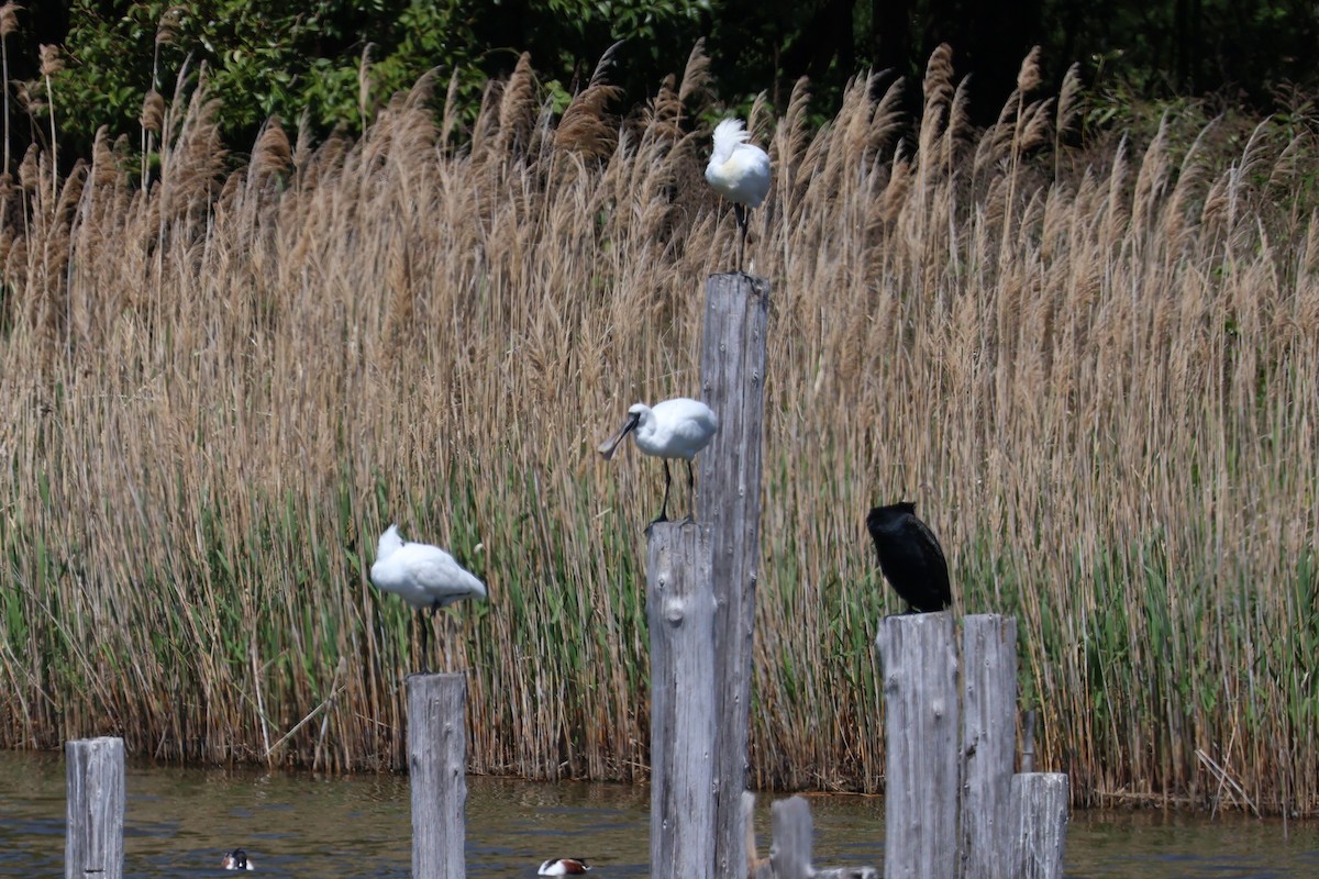 Black-faced Spoonbill - Eric Cameron