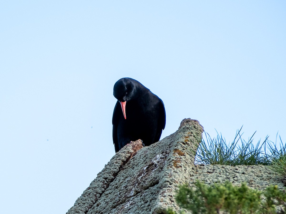 Red-billed Chough - ML619035490