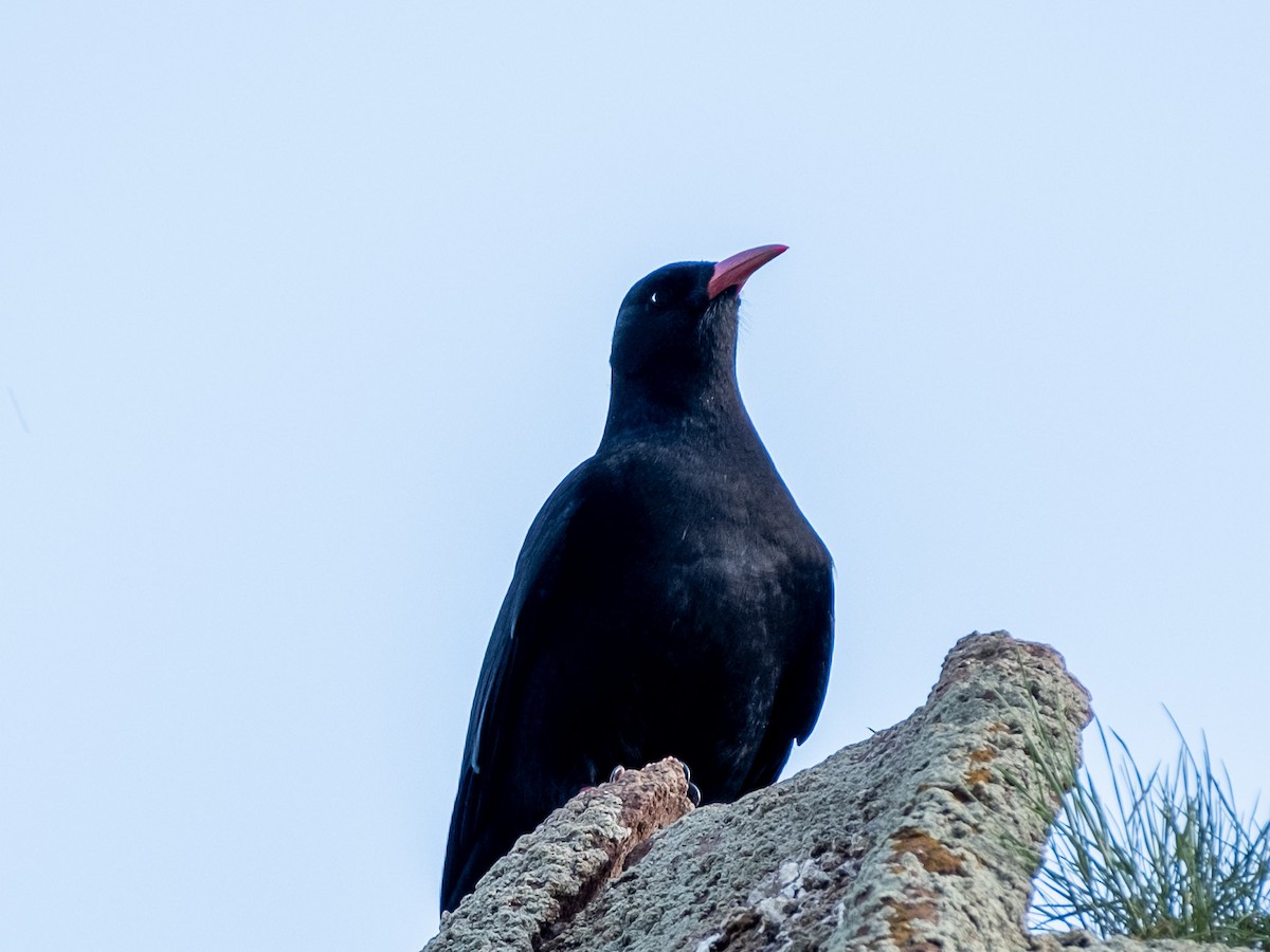 Red-billed Chough - ML619035492