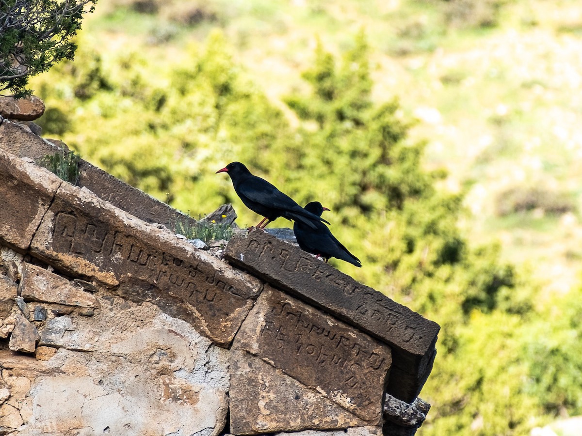 Red-billed Chough - Julia Shumilkina