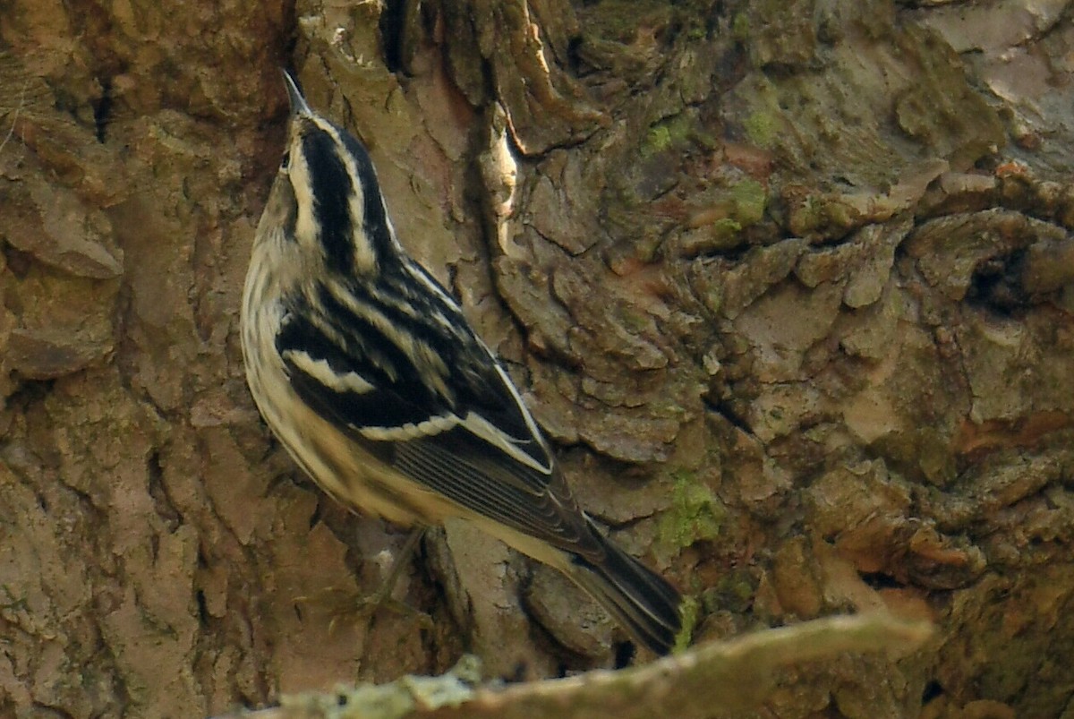 Black-and-white Warbler - Anonymous User